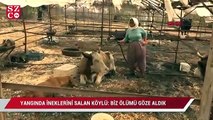 Manavgat'taki yangında ineklerini salan köylü: Biz ölümü göze aldık