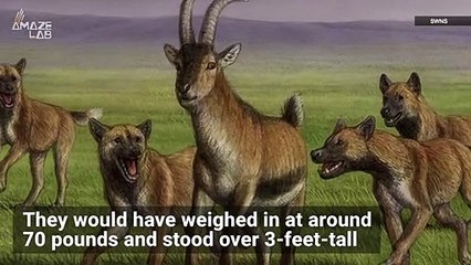This Was Our Planet’s First Hunting Dog Who Lived Alongside Proto-Humans