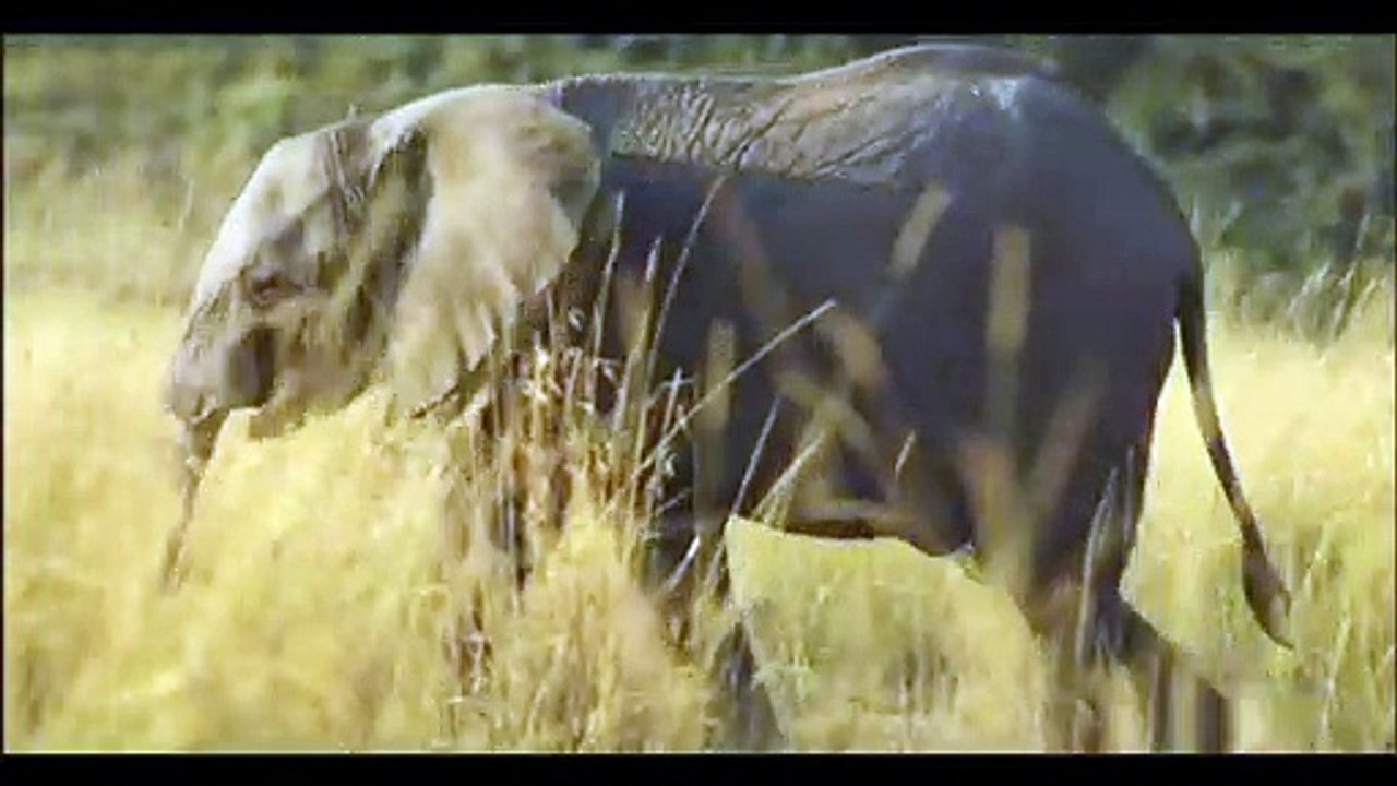 animais  vida  selvagem  natureza /  documentary wildlife animals nature  / animales fauna silvestre lnaturaleza.