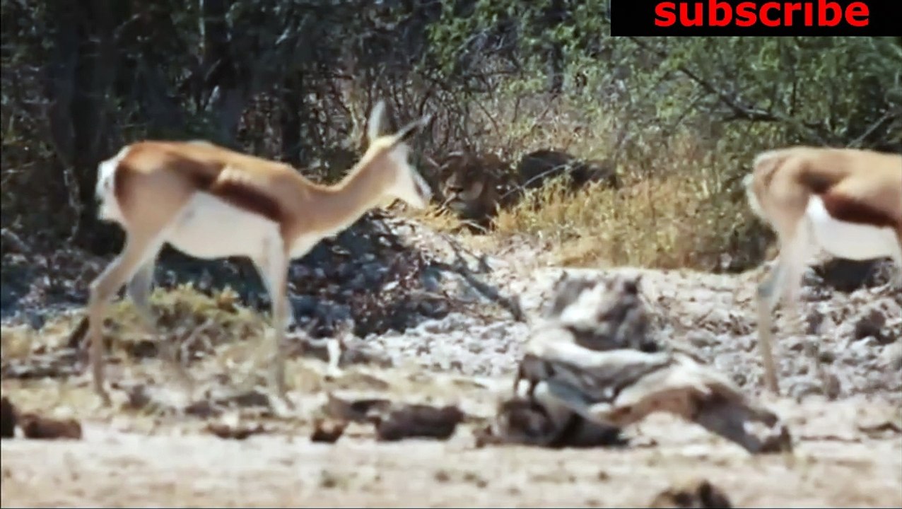 animais  vida  selvagem  natureza /  documentary wildlife animals nature  / animales fauna silvestre lnaturaleza.