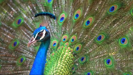animais  vida  selvagem  natureza /  documentary wildlife animals nature  / animales fauna silvestre lnaturaleza.
