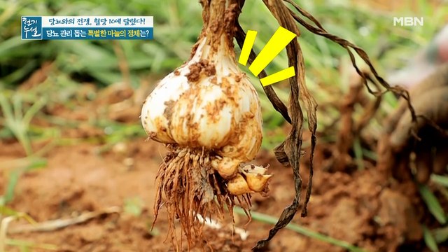 당뇨 관리 돕는 특별한 마늘의 정체는? ○○○마늘