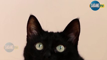 Beautiful and Funny Cats Video Series compilation #9 | Cute Cats Collection | Pets & Animals #Shorts