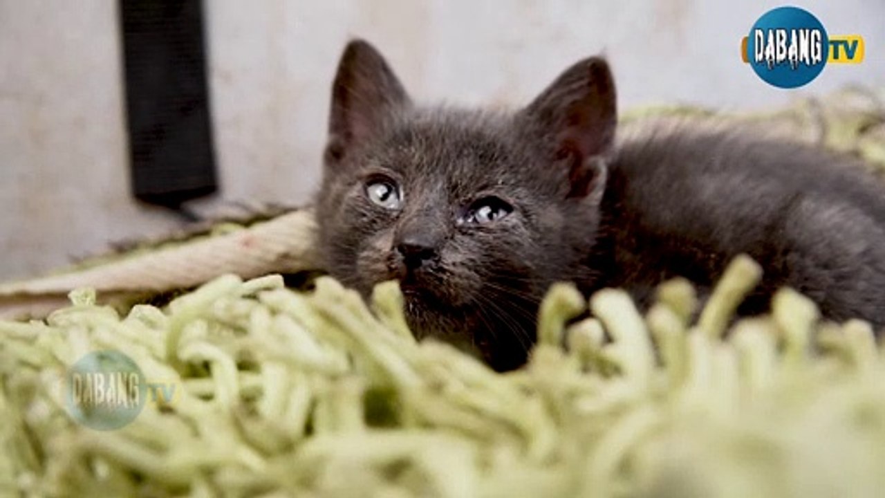 Beautiful and Funny Cats Video Series compilation #10 | Cute Cats Collection Pets & Animals #Shorts