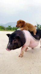 #Pig #animal #puppy #chick #duck #mouse #cute #pet #Kitty #Bunny