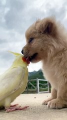 #Pig #animal #puppy #chick #duck #mouse #cute #pet #Kitty #Bunny