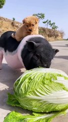 #Pig #animal #puppy #chick #duck #mouse #cute #pet #Kitty #Bunny