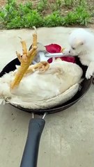 #Pig #animal #puppy #chick #duck #mouse #cute #pet #Kitty #Bunny