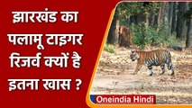 Jharkhand के एक मात्र Palamu Tiger Reserve के बारे में जानिए सब कुछ । वनइंडिया हिंदी