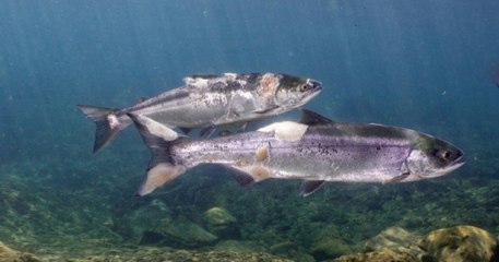 Pendant la canicule, l'eau était tellement chaude que ces saumons ont commencé à bouillir dans l'océan