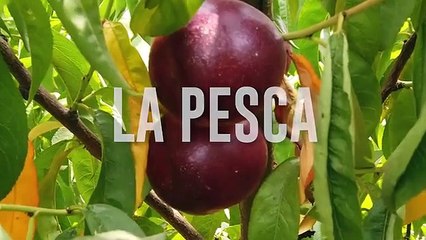 Scienza&Salute: 'Il nocciolo della stagione: la pesca'