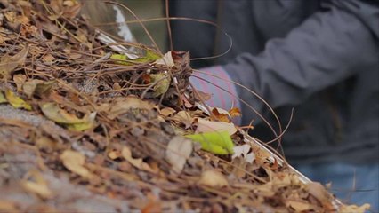 How to Clean Gutters to Prevent Damage to Your Home