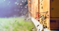 Installez des ruches dans votre jardin et produisez votre propre miel