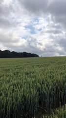 Fluffy Dog Bounds over Barley