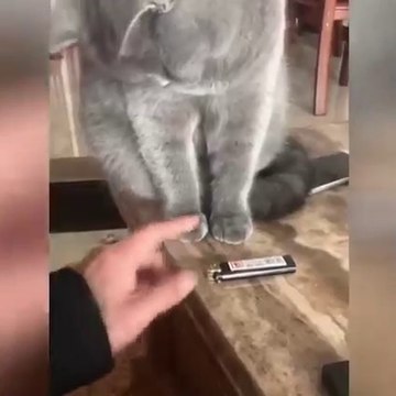 I can't stop laughing with these cats