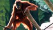 Un bébé orang-outan est né dans un zoo en Israël