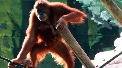 Un bébé orang-outan est né dans un zoo en Israël