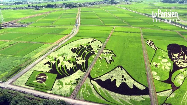 Une ville japonaise transforme ses rizières en oeuvre d'art