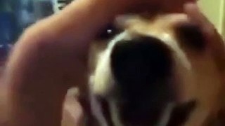 Dog- La la la leh… - Funny video