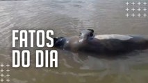 Polícia investiga caso de peixe-boi morto a tiros em Ilha do Acará