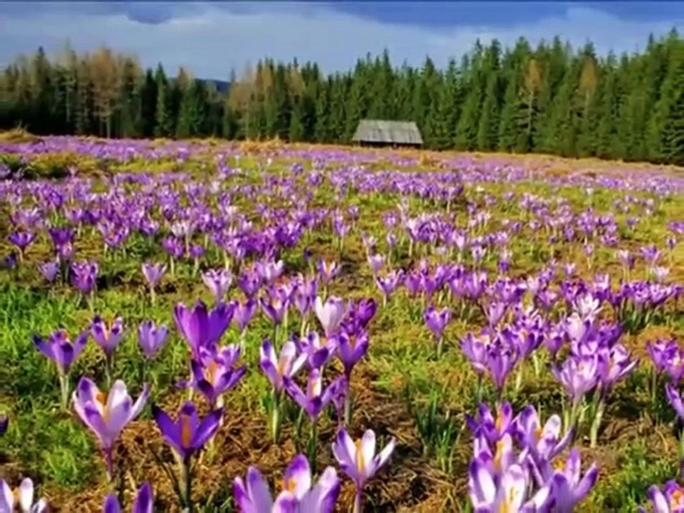 PAIS POLONIA,VIAJANDO POR EL MUNDO,ADMIRA VARSOVIA,OBSERVA POLACOS CONOCE POLACAS,LAS MEJORES IMAGENES DE ESTE BELLO PAIS,RED MARABUNTA,SEXY POLAND, TIERRA FRONTERIZA ANCESTRAL,MEDIEVAL