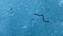 The mystery surrounding glacier ice worms