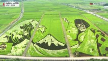 Campos de arroz convertidos en arte en Japón