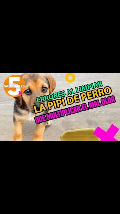 Errores al limpiar la pipí de perro que multiplicara el mal olor.| Salud180