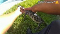 Texas deputies 'arrest' gator spotted in swimming pool