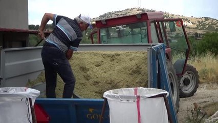 Kekik rekoltesi yarı yarıya düştü