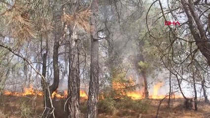 Son dakika haber... ZAMANINDA MÜDAHALE, ORMAN YANGININ BÜYÜMESİNİ ÖNLEDİ