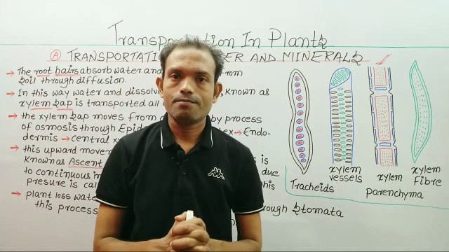 10th Biology,transportation in plants,ms patel e learning_HD