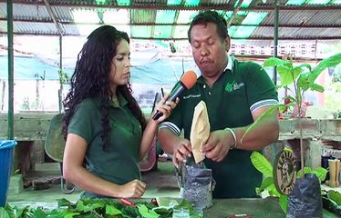 Sembrando un País | El cacao 100% calidad venezolana ofrecida al mundo