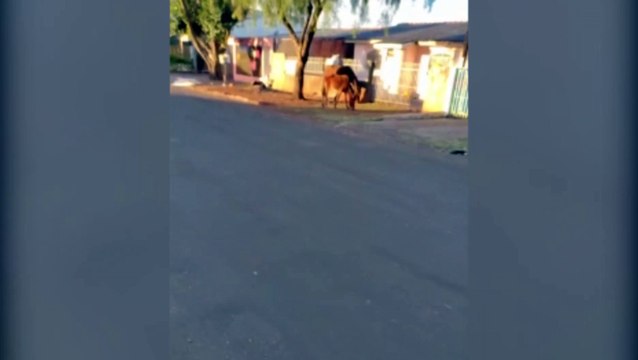 Moradora faz alerta sobre cavalos que estariam soltos em rua no Brasmadeira