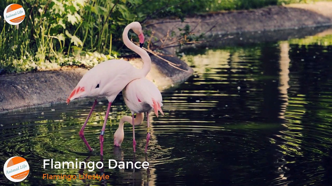 Flamingo Dance
