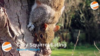 Grey Squirrel Eating