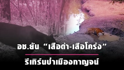 อช.ยัน "เสือดำ-เสือโคร่ง" รีเทิร์นป่าเมืองกาญจน์ | เดลินิวส์