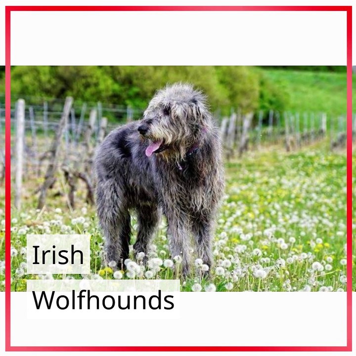 Favourite Big Dog Breeds