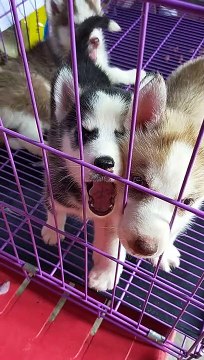 cute cute na Baby husky