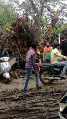 पनेहरा पेट्रोल पम्प के पास सड़क पर पेड़ गिरा