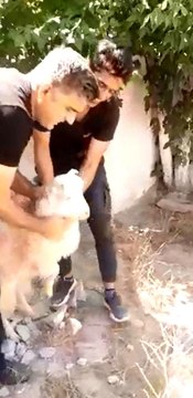 Trafo ile duvar arasında sıkışan keçi kurtarıldı