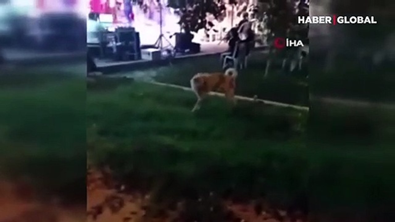 Düğün müziğine kapılan köpek dans etti