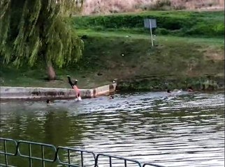 Porsuk Çayı'nda yürekleri ağza getiren manzaralar