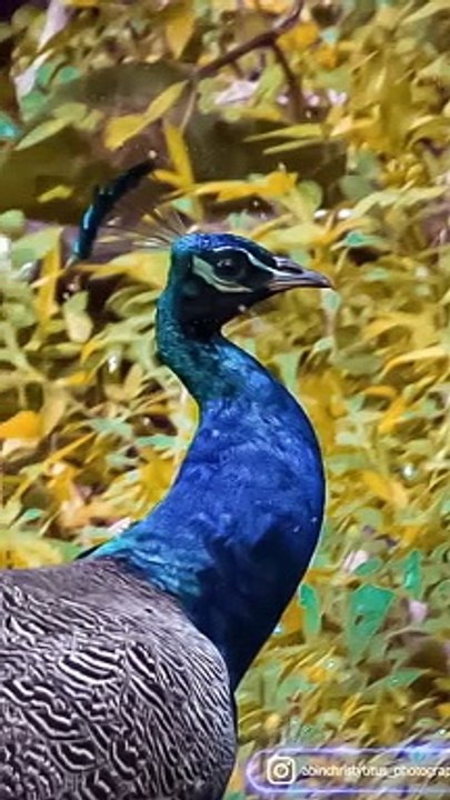 NATURE SLIDE SHOW