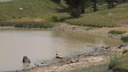 Kuraklık yaban hayatını olumsuz etkiliyor