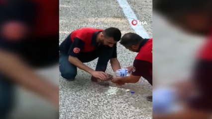 Yangından kaçan yavru kaplumbağaya elleriyle su verdiler