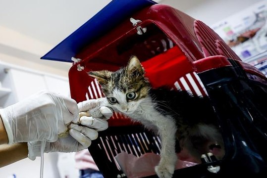 Gönüllü dört veteriner, Manavgat yangınında yaralanan hayvanlar için seferber oldu