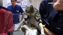 Gönüllü veterinerler yaralı hayvanlar için seferber oldu