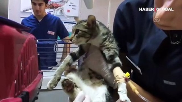 Gönüllü veterinerler yaralı hayvanlar için seferber oldu