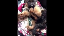 Funny and Cute German Shepherd Puppies Compilation #2 - Cutest GSD